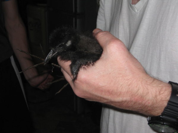 bird-in-hand